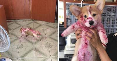 Adorable Corgi Gives His Owners A Mini Heart Attack After It Feasts On A Dragon Fruit And Rests Peacefully In The Mess