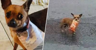 Guy In Quarantine Lockdown Sends His Chihuahua To Get Cheetos From The Local Shop