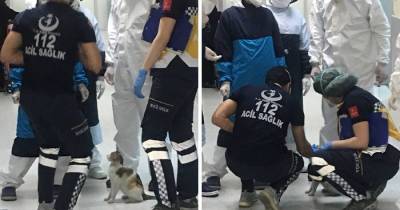 Stray Cat Brings Her Kitten To The Hospital In Turkey, Paramedics Rush To Help Them