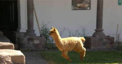 Adorable Images Of Animals Flying Are All You Need To See Today On The Internet