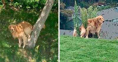 Man Asks If All The Other Dogs Poop In Weird Positions Just Like His Pooch Does, Gets Iconic Response From Fellow Internet Users