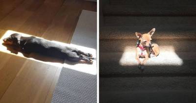 21 Pictures Of Pet Animals Enjoying A Good Sunbathe Is All You Need To See Today