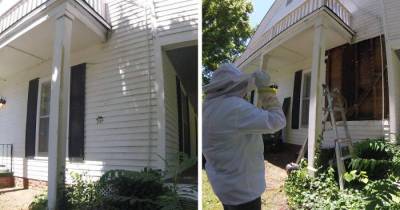 Bee Relocator's Pictures Go Viral As He Posts What He Found After Removing The Outside Wall From A Client&rsquo;s Home