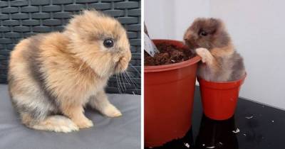 This Cute Rabbit Was Born Without Ears And His Adorable Pictures Are Enough To Melt Your Heart Today