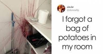 22 People Share How They Returned Home After Quarantine Only To Find Potatoes Taking Over The Kitchen With Their Mighty Sprouts