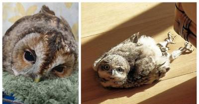 Owls Sleep In The Most Adorable Face Down Position And We Bet You Have Never Seen One Sleeping