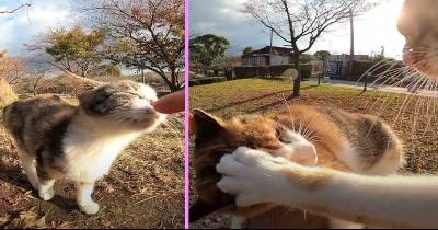 Guy Pets A Stray Cat And The Next Moment Cats Are Fighting Over To Sit On His Lap