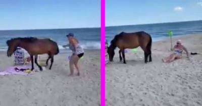 Woman Smacks A Wildhorse With A Shovel, Gets Kicked In Return For Revenge