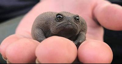 These African Rain Frogs Look Like Angry Avocados And You Cannot Unsee This