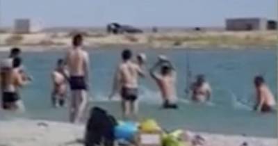 Tourists Beat Seal Unconcious So That Children Can Take Pictures With It