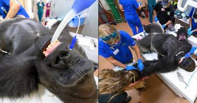 Gorilla Undergoes Coronavirus Testing After Having Vicious Fight With His Younger Brother