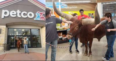 A Man Tested Petco's &lsquo;All Leashed Animals Welcome&rsquo; With His 1,600 Pound Bull
