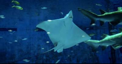 Extremely Sunburnt Man Steals The Spotlight From Huge Circling Stingrays