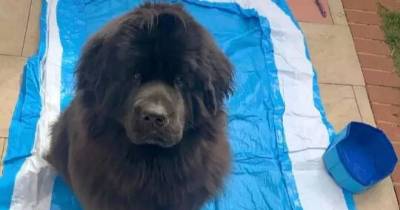 Dog Sad When The 'Doggy Pool' His Owner Ordered Arrives The Size Of A Water Bowl
