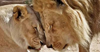 Elderly Lions Who Were Deemed 'Inseperable' Euthanised Together Aged 21