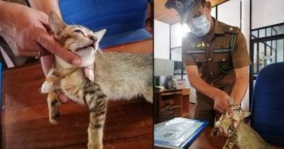 Narco-Cat 'Escapes' After Being Nabbed Near Welikada Prison With Heroin And Other Items