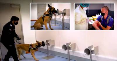 Dubai Airports Checking Passengers By Taking Help From Coronavirus Sniffing Dogs That Are Capable Of Smelling 92% Of Cases