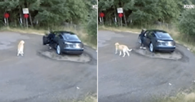 Heartrending Footage Shows Golden Retriever Abandoned At The Roadside By Its Owner