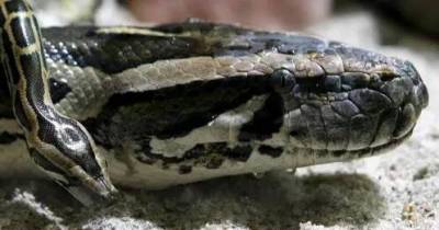 Florida Woman Picks Snake Print Cloth From The Washing Machine Only To Find It To Be A Real-Life Python