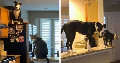 Rescue Pit Bull Thinks He Is One Of The Cats And Acts Like One