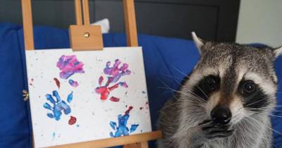 Meet Tito The Raccoon, An Artist Who Creates Paintings With His Adorable Little Paws