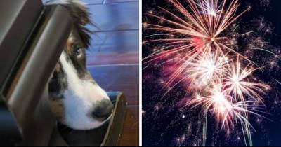 Italian Town Switch To Silent Fireworks To Minimize Animal Distress, Becomes The First City In The World To Do So
