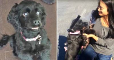 This Blind Dog Got Eye Surgery And Saw His Owners For The First Time
