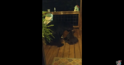 Adorable Video Shows Mama Bear Scolding Her Little Cub For Peeking Into This Woman's Window