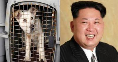 Kim-Jong-Un Orders Pet Dogs To Be Confiscated In North Korean Capital Pyongyang