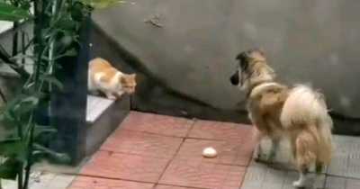 King Dog Gives Its Food To A Starving Stray Cat After Noticing It In The Garden