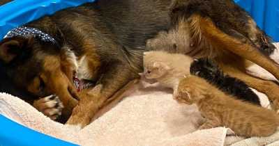This Rescue Dog Adopts Three Orphaned Kittens After Losing Her Pups
