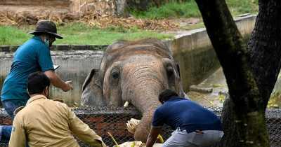 'World's Loneliest Elephant' Who Has Been Kept In A Tiny Enclosure For 35 Years Is Finally Allowed To Leave After Campaign By Animal Right Activists