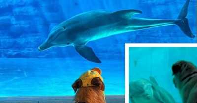 Golden Retriever Becomes Best Friend With Winter, The Dolphin, At Florida Aquarium