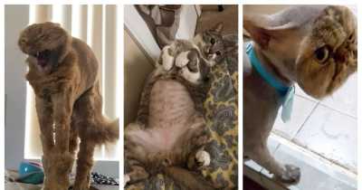 Funny Pictures Show Cats That Got Shaved For Surgery Rocking Their New Styles