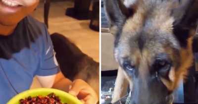 Dog Cries Painfully As He's Forced To Eat Spicy Chilli In Chinese Binge-Eating Internet Trend