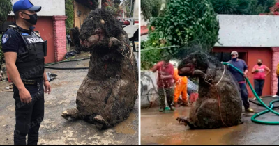 Shocked Mexican Workers Find 'Giant Rat' Prop While Cleaning Drains Following Heavy Floods