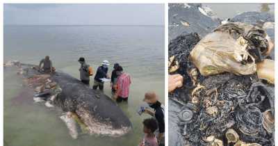 A Dead Whale Washed Ashore In Indonesia With 13 pounds of plastic Waste Filled In Its Belly