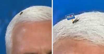 15 Hilarious Tweets About Fly On Mike Pence's Head That Will Leave You Rolling With Laughter