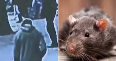 Bronx Man Swarmed By Rats After Falling 15 Feet Into A Sinkhole And Getting Trapped For 30 Minutes