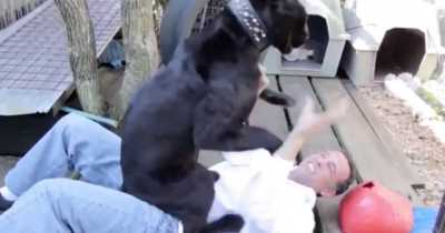 Florida Man Mauled By Black Leopard After Paying $150 For 'Full Contact Experience'