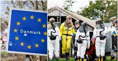 Denmark To Cull All Minks To Prevent Human Contagion After Coronavirus Outbreaks In A Mink Farm