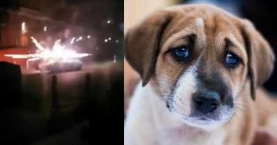 Thugs Attack Animal Hospital With Fireworks On Bonfire Night, Staff Had To Urgently Move The Panicked Animals In Fear They Might Get Hit By The Explosives