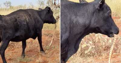 Bizarre Footage Captures Cow Chewing On A Large Python In Outback Australia