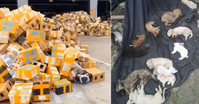 5000 Pet Animals Found Dead After Being Stuffed In Boxes At Chinese Shipping Facility
