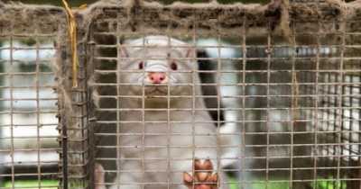 Denmark Planning To Dig Up And Burn Millions Of Dead Minks