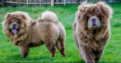 Desperate Dog Owner Offers $20,000 For The Safe Return Of Her Two Chow Chows-Named After The Notorious Villains