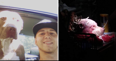 California Man Punches Bear In The Face In A Desperate Attempt To Save His Dog's Life