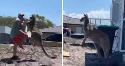 Bizarre Moment: A Dad Gets Punched And Kicked By Kangaroo As He Tries To Defend Children