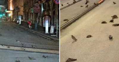 Hundreds Of Birds Drop Dead In Rome Due To New Year Eve's Fireworks
