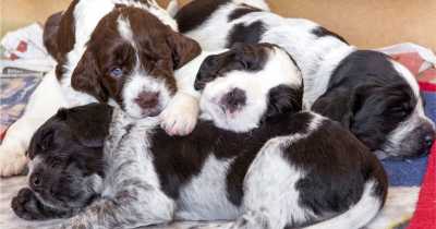 Hundreds Of Puppies Bought During COVID-19 Pandmeic Lockdown Are Now Being Rehomed